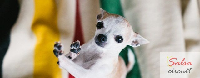 All These Dogs Can Salsa Dance Better Than You